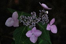 IMG_7502-2-2b.jpg