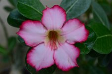 DSC_0002.jpg