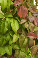 fall leaves1sm.jpg