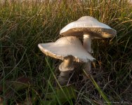 DSC_1251.jpg