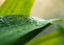 leaf2sm.jpg