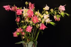 DSC_4627.JPG