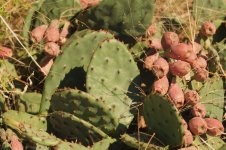Cactus.JPG