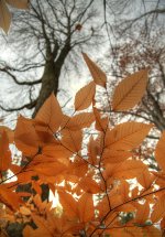 Dernières feuilles.jpg