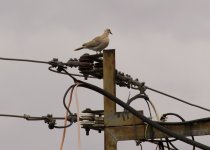 bird1sm.jpg