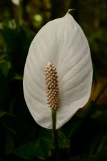 DSC_0003.jpg