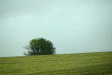 tree on a hill.jpg