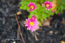 DSC_0975_4331-2.jpg