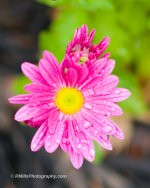 DSC_0975_4331.jpg