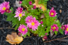 DSC_0984_4340-2.jpg