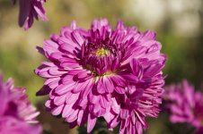 pink1sm.jpg