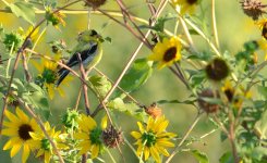 1st and 2nd Aug 2015 095.JPG