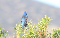 1st and 2nd Aug 2015 103.JPG