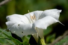 1st and 2nd Aug 2015 117.JPG