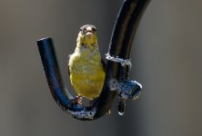 1st and 2nd Aug 2015 119.JPG