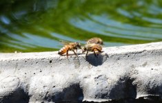 1st and 2nd Aug 2015 116.JPG