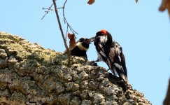 1st and 2nd Aug 2015 145.JPG