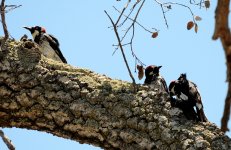 1st and 2nd Aug 2015 148.JPG