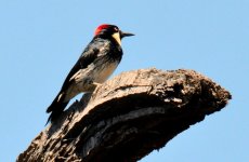 1st and 2nd Aug 2015 157.JPG