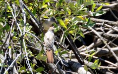 1st and 2nd Aug 2015 168.JPG