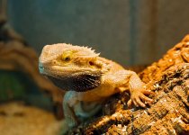 02 August 2015 - Return of Bearded Dragon.jpg