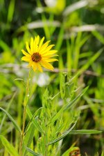 DSC_5487-Jesse Lake -0046-2015-08-02T18_13_26.jpg