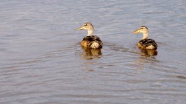 DSC_5530-Jesse Lake -0035-2015-08-02T18_20_23.jpg