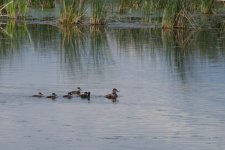 DSC_5419-Jesse Lake -0068-2015-08-02T18_03_58.jpg