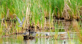 DSC_5294-Jesse Lake -0085-2015-08-02T17_45_14.jpg