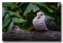 bird-zoo-ype.jpg