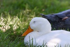 Duck-.jpg