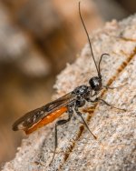 Insects-0480.jpg