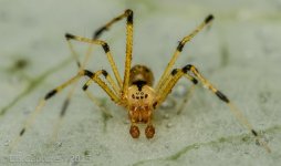 Spider-0466.jpg