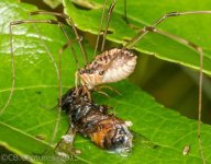 Spider-0463.jpg