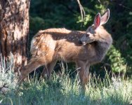 FawnGrass-4.jpg