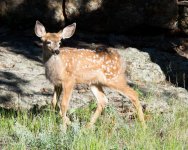 FawnGrass-5.jpg