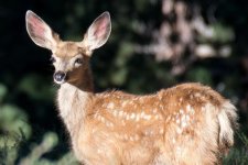FawnGrass-6.jpg