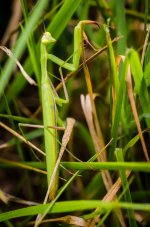 20150726-Mantis.jpg