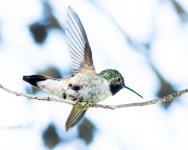 Hummer-70.jpg