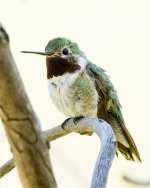Hummer-71.jpg
