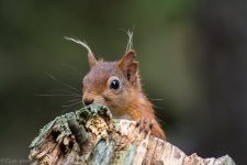 DSC_4325.jpg