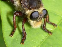 RobberFly2.jpg