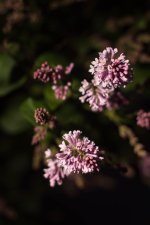 20150513-purple blossom.jpg