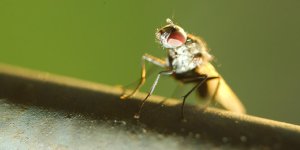 DSC_5772-fly eye -0001-2015-08-03T21_04_25.jpg