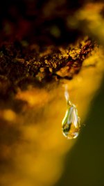 DSC_5821-sap drop -0008-2015-08-03T21_13_14.jpg