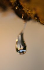 DSC_5937-sap drop -0003-2015-08-03T21_21_02.jpg