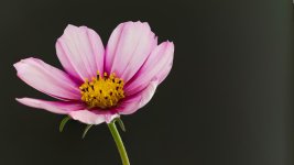 flower 6.jpg