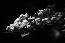 20150513-b&W branch of flowers.jpg