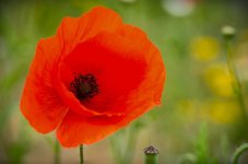 20150514-Poppy.jpg