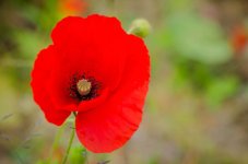20150514-Poppy2.jpg